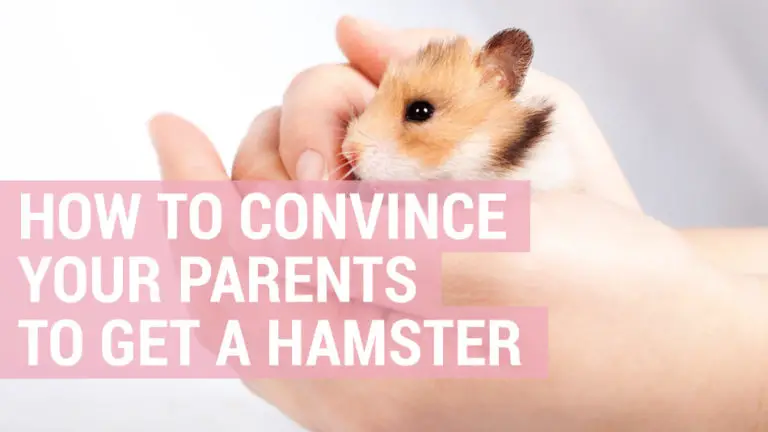 how to convince your parents to get a hamster