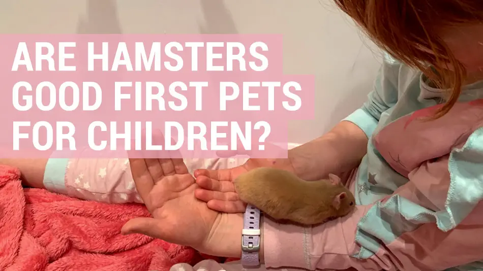 hamsters are good first pets for children
