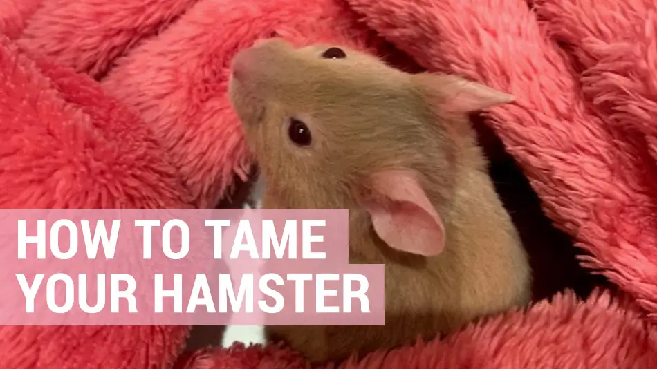 taming your hamster