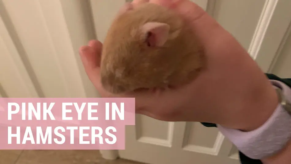 hamster pink eye