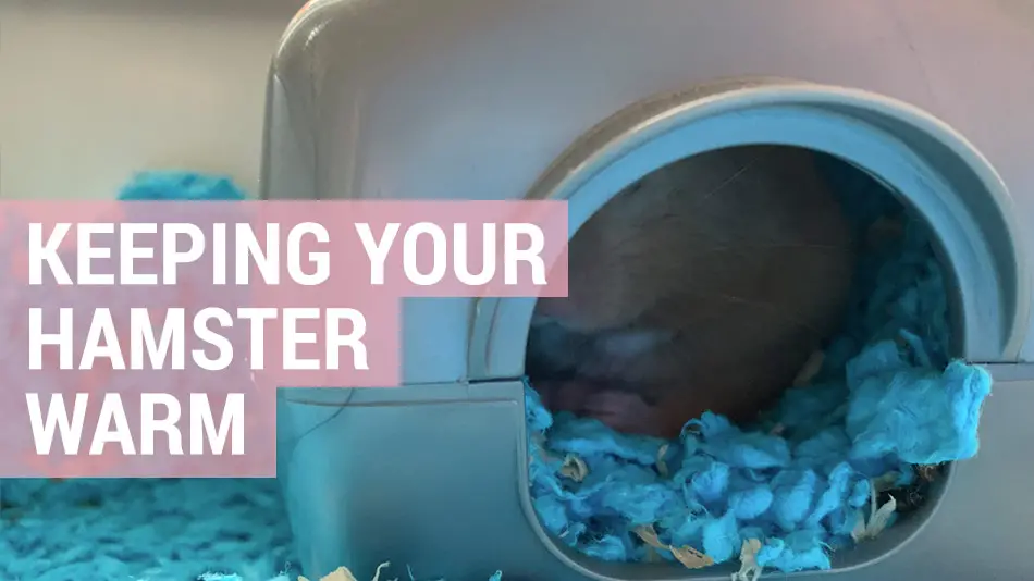 how to keep your hamster warm