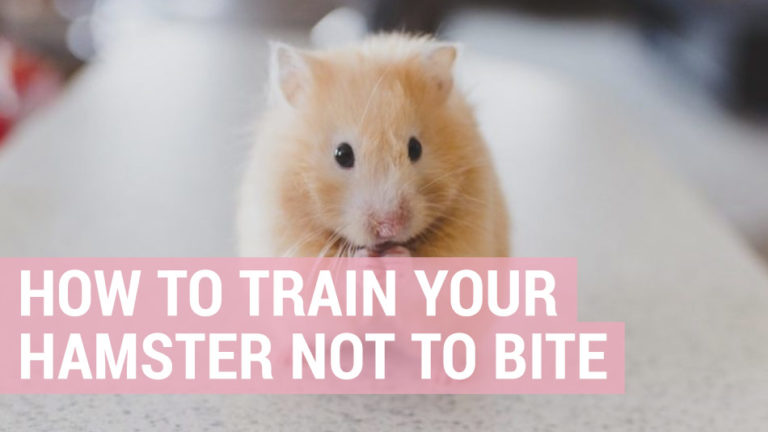 how to train your hamster not to bite