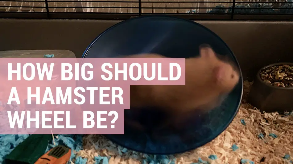 how big should a hamster wheel be