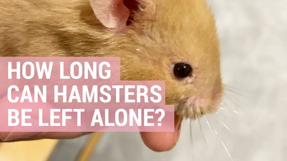 how long can hamster be left alone for