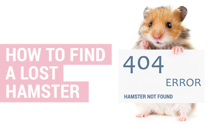 how to find a lost hamster