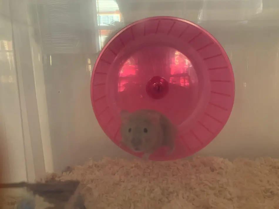 12 inch hamster wheel