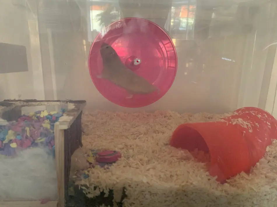 Oscars new large hamster wheel