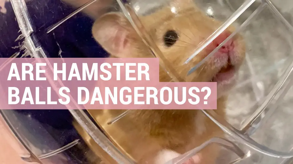 are hamster balls dangerous