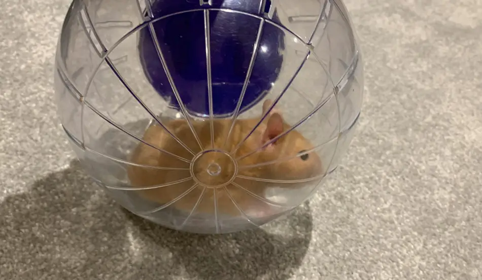 how long can a hamster be in a ball