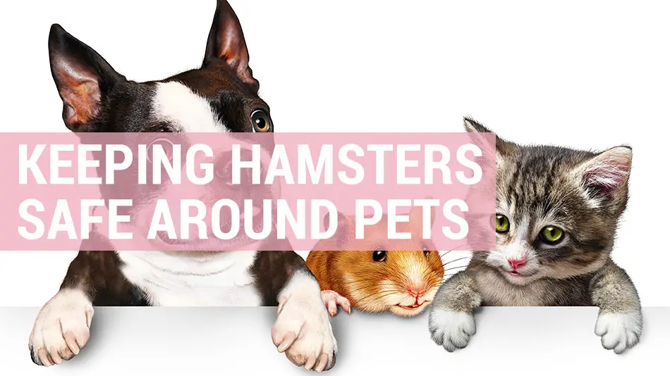 how to keep hamsters safe around pets