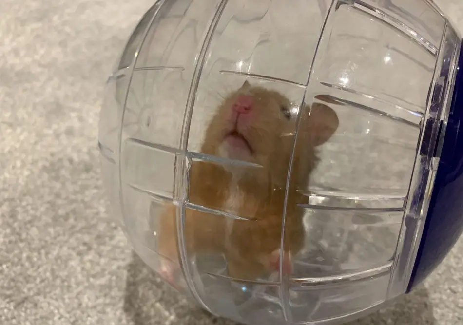hamster balls can be fun for hamsters