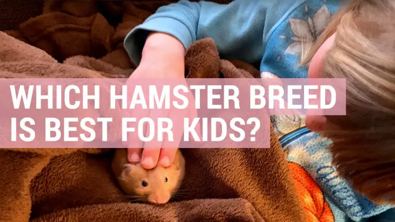 best hamster breed for kids