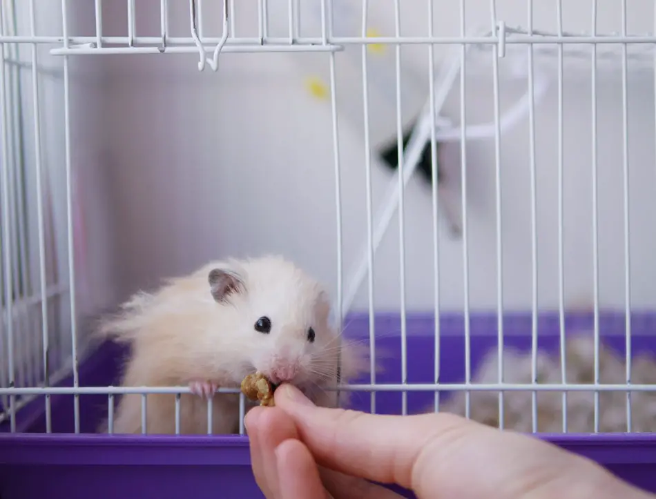 best wire hamster cages