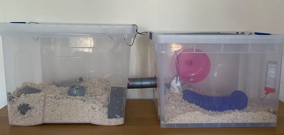 syrian hamster bin cage with deep sawdust