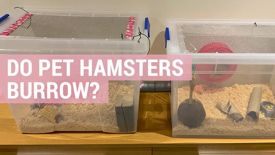 do hamsters burrow