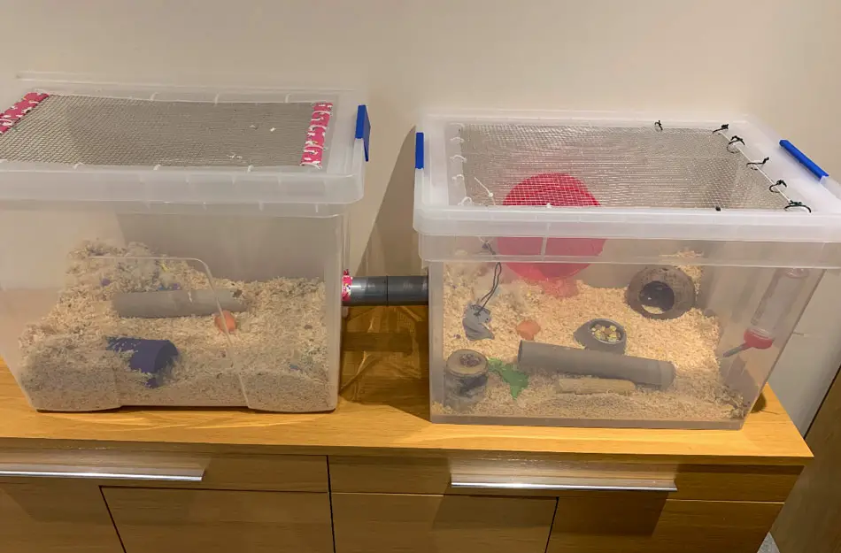 hamster bin cages joined together