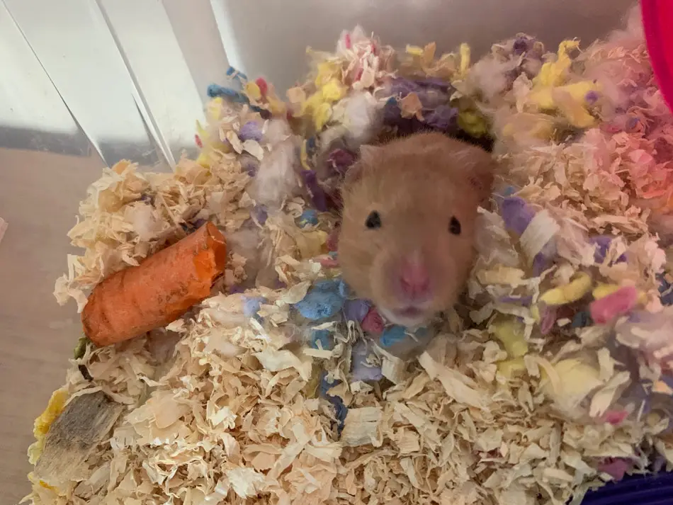 hamster loves his bin cage