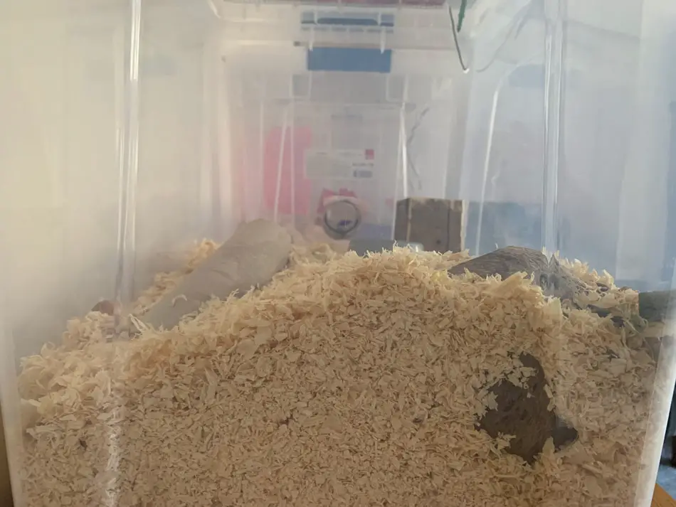 deep sawdust for hamster burrowing
