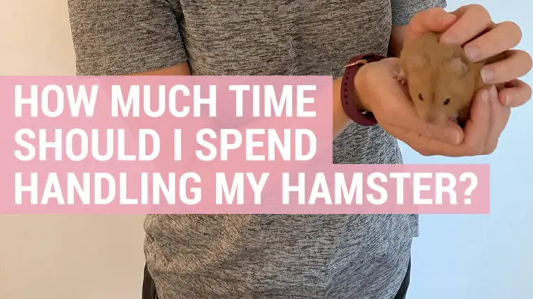how much time should I spend handling my hamster