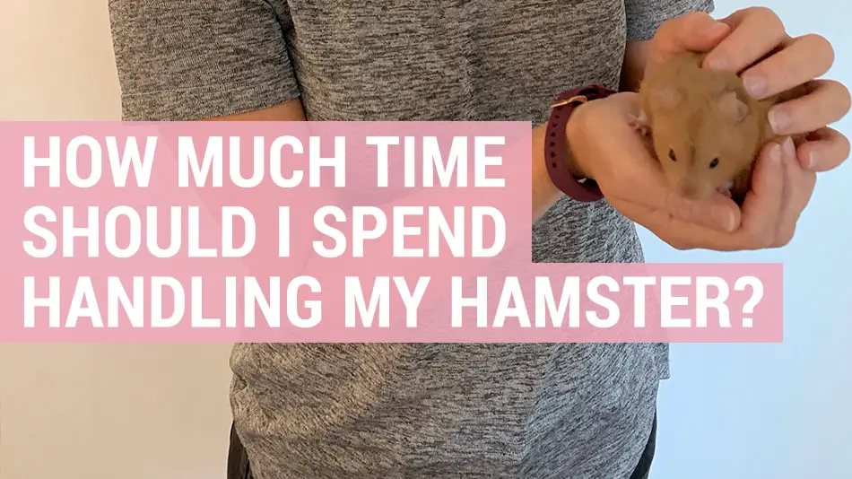How much food should i feed my hamster a day How Much Time Should I Spend Handling My Hamster Hamster Guru