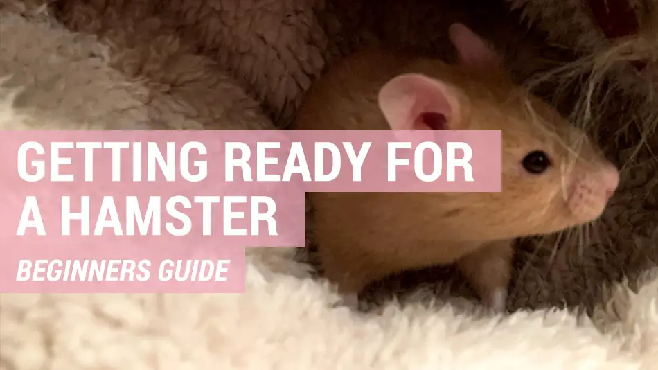 how to get ready for a hamster