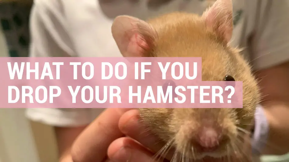 what to do if you drop your hamster