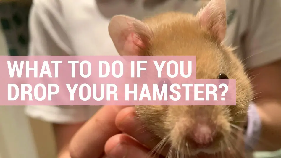 what-to-do-if-you-drop-your-hamster-hamster-guru