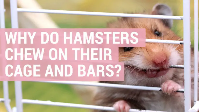 why do hamsters chew on cage and bars at night