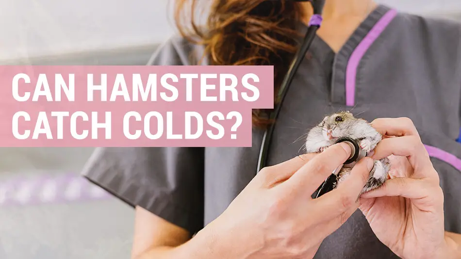 can hamsters catch colds