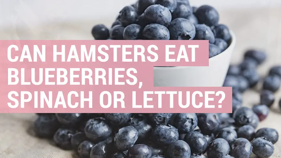 can hamsters eat blueberries
