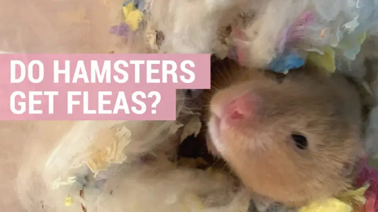 do hamsters get fleas