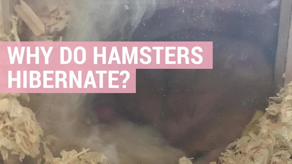 why do hamsters hibernate