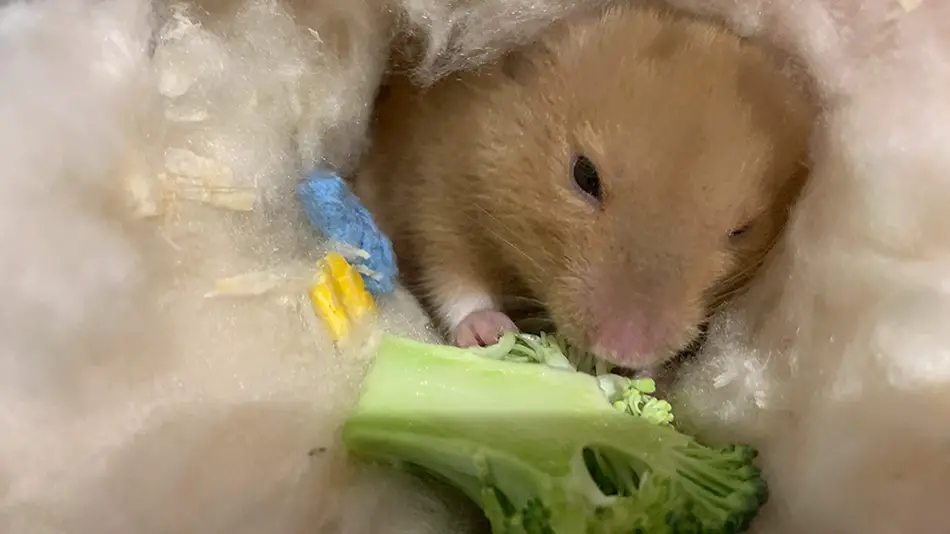 hamster eating broccoli