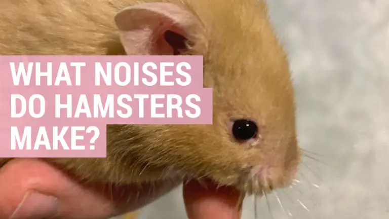 what noises do hamsters make