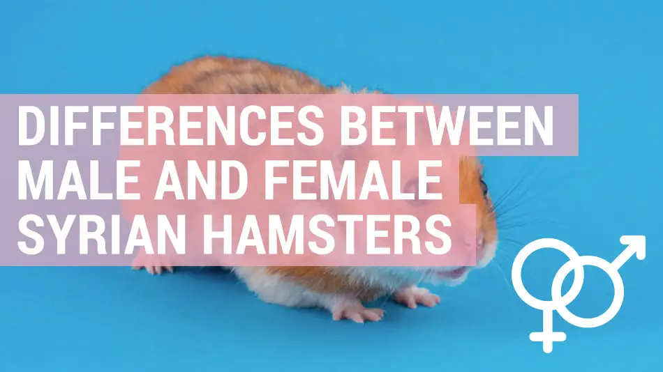 differences between male and female syrian hamsters