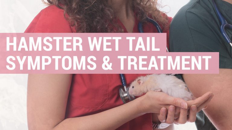 hamster wet tail symptoms and treatment