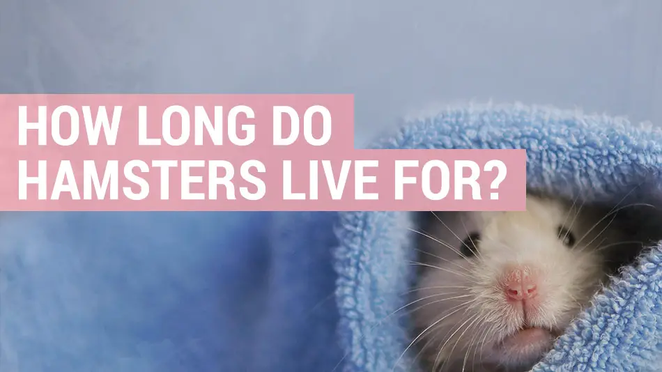 How long do hamsters live for and what is their lifespan? - Hamster Guru
