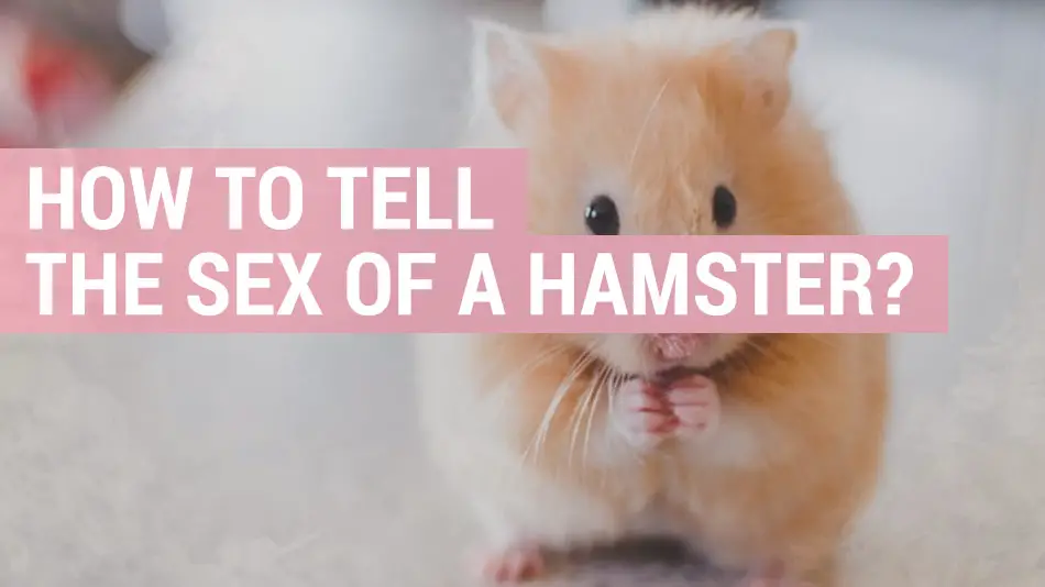 how to tell sex of a hamster