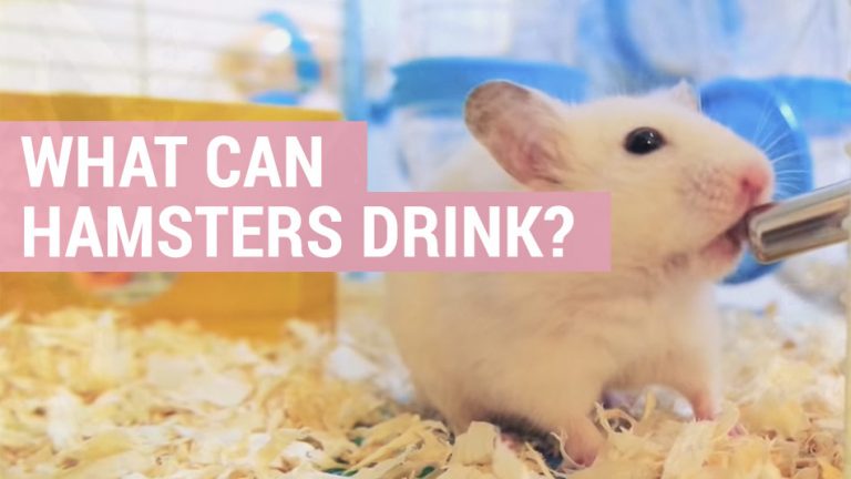 what can hamsters drink