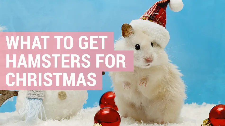 what to get your hamster for christmas