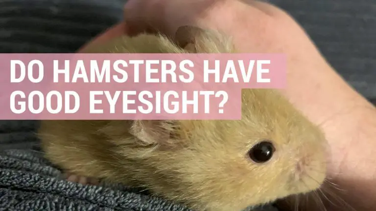 do hamsters have good eyesight