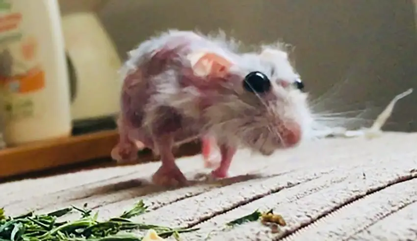Hamster with severe hair loss