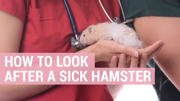 how to look after a sick hamster