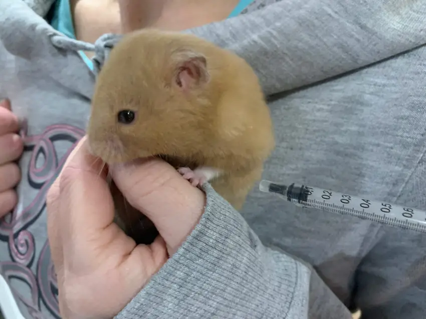 vets near me for hamsters