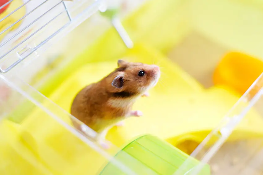 preparing your hamster for travelling