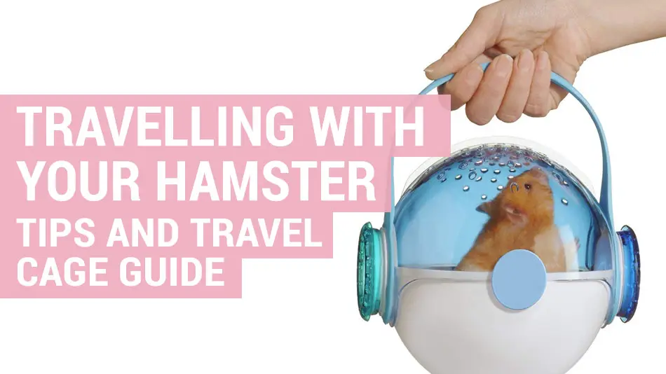 travelling with your hamster