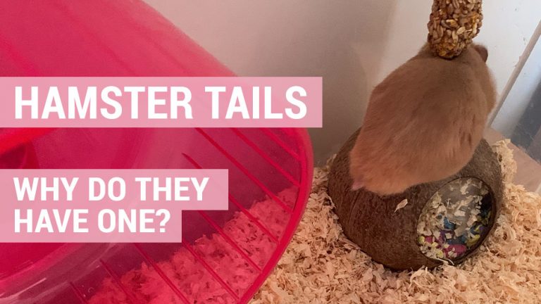 why do hamsters have tails
