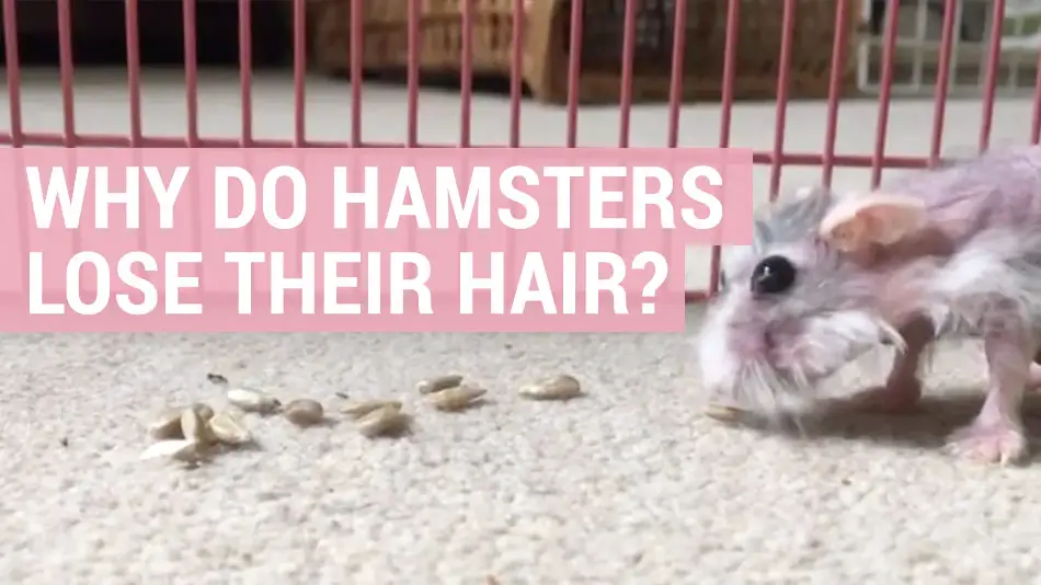 why do hamsters lose their hair