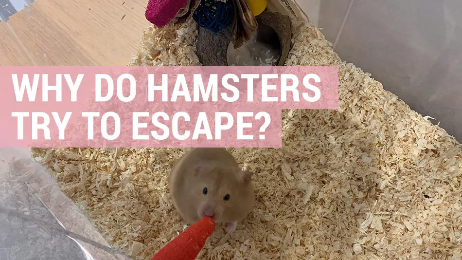 why do hamsters try to escape