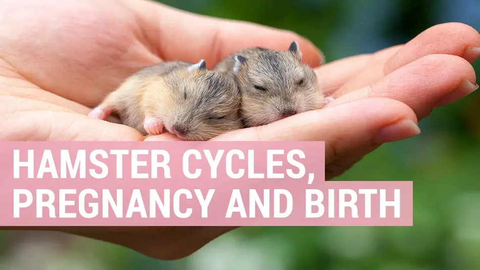 hamster pregnancy and birth